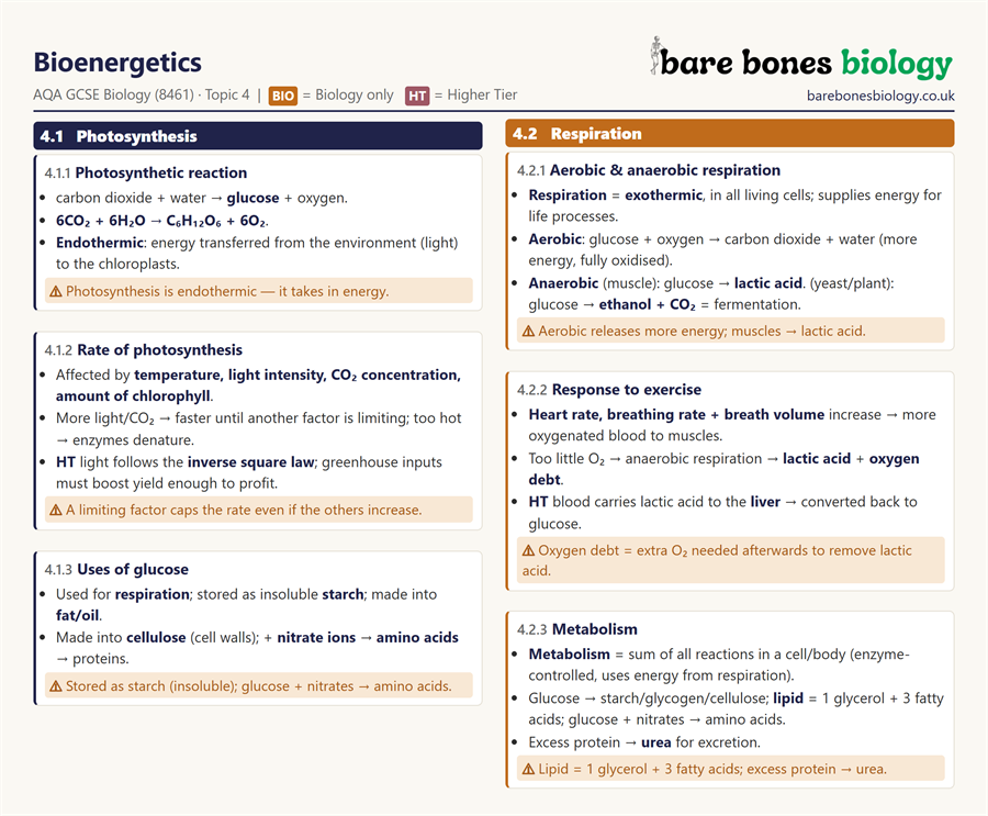 Preview of Unit 4 Knowledge Organiser — Bioenergetics